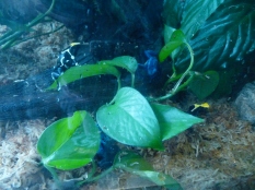 Dyeing Dart Frog and Blue Poison Frog