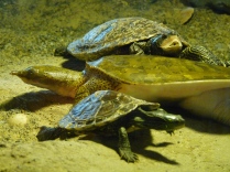 Middle is: Eastern Spiny Softshell Turtle