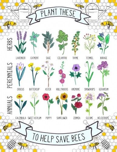 plants to help save bees