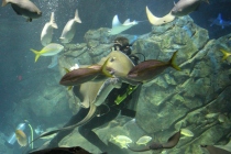 Ripleys Aquarium of Canada Toronto